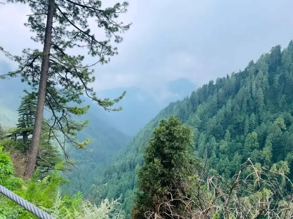 Pine hills under thick fog